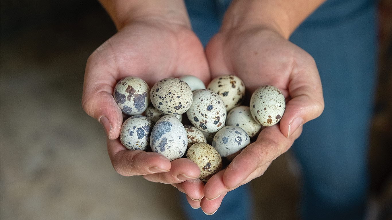 Hands holding a dozen speckled quail eggs with a blurred background.