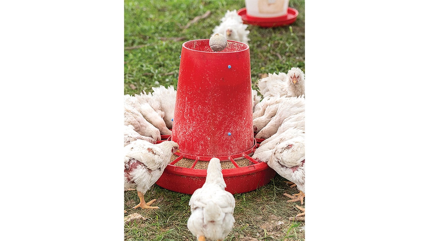 Chickens eating from a ground feeder.