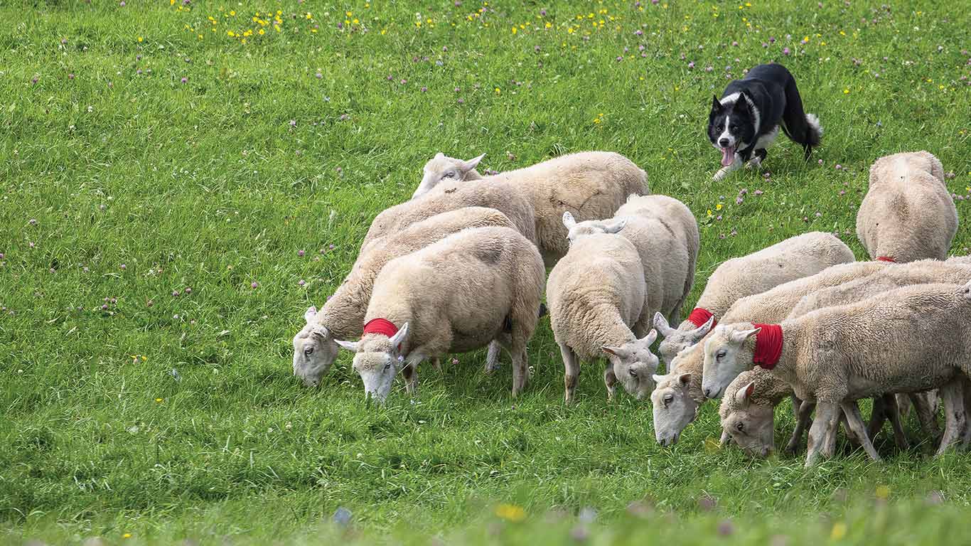 A group of nine sheep grazes on a lush green field dotted with small wildflowers.