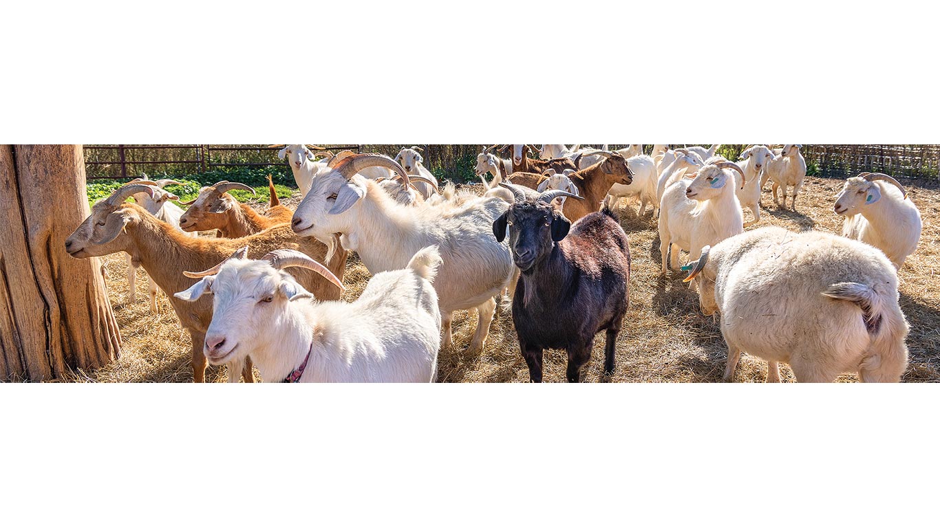A lively group of goats in various colors, including white, brown, and black.