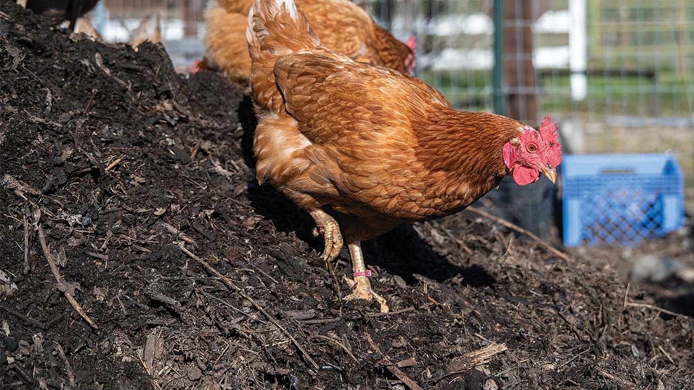 Brown chickens on dark soil pile with blue crate and fencing in the outdoor background.