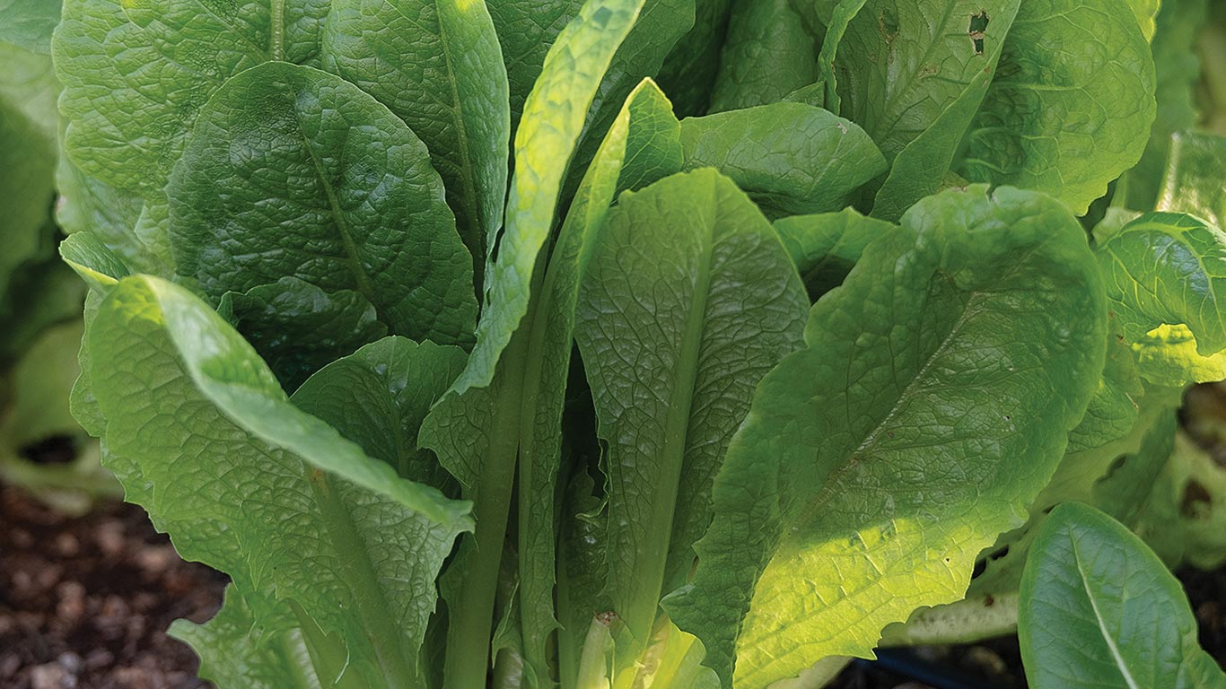 Close-up of fresh green romaine lettuce leaves growing in a garden.