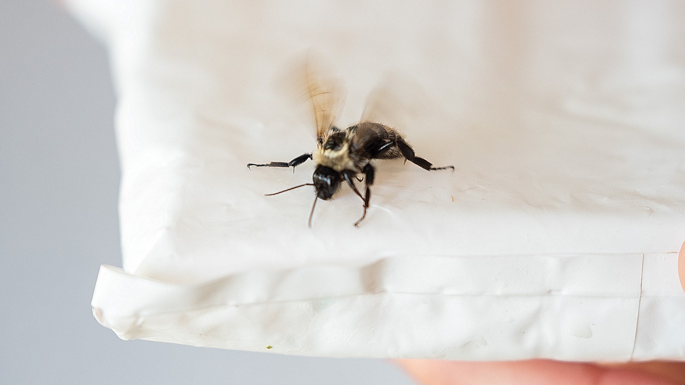 Close-up of a bee resting on white folded napkin.