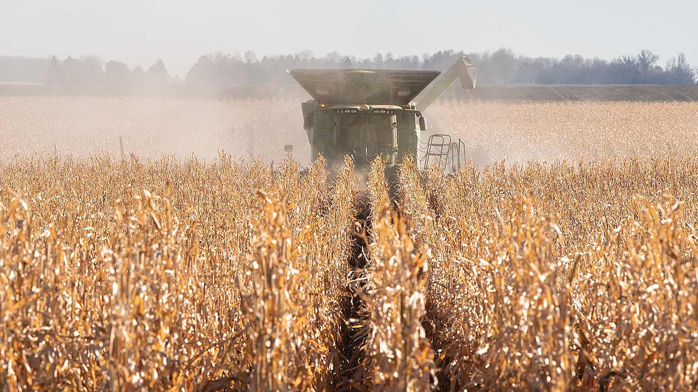 Combine harvester working in large cornfield under clear blue sky with dust trailing.