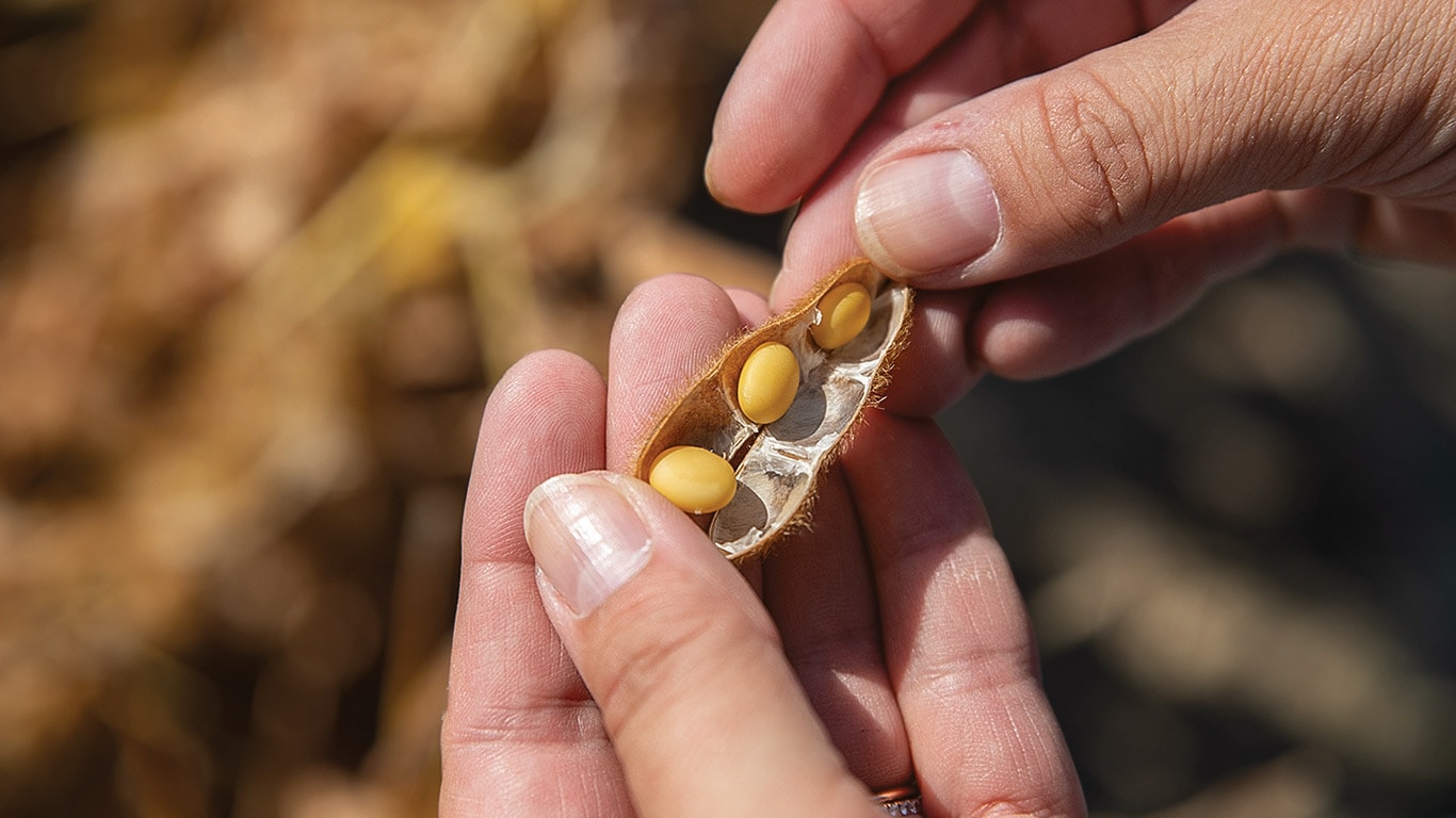 A close-up of a hand holding a brown seed pod split open, revealing three yellow seeds inside.
