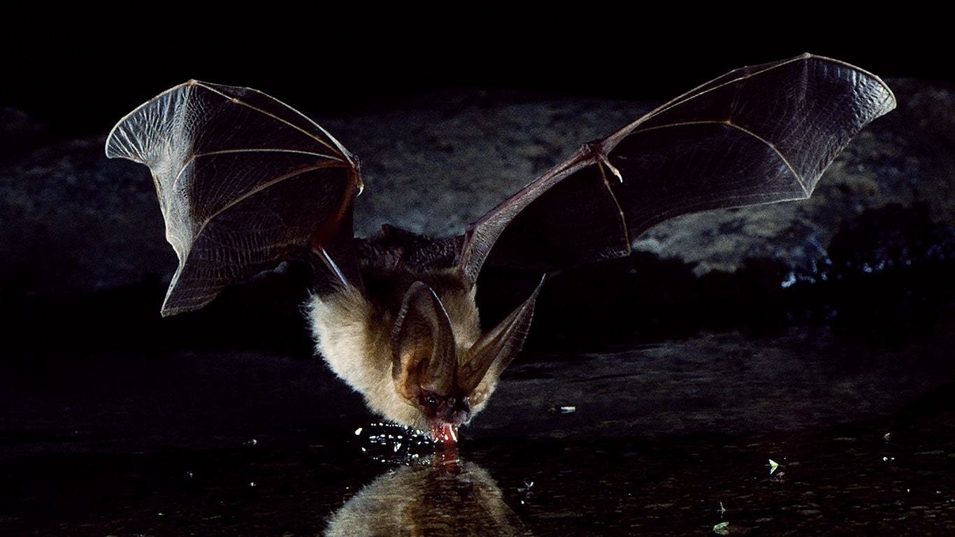 Bat with outstretched wings drinks from water surface at night, reflection visible.
