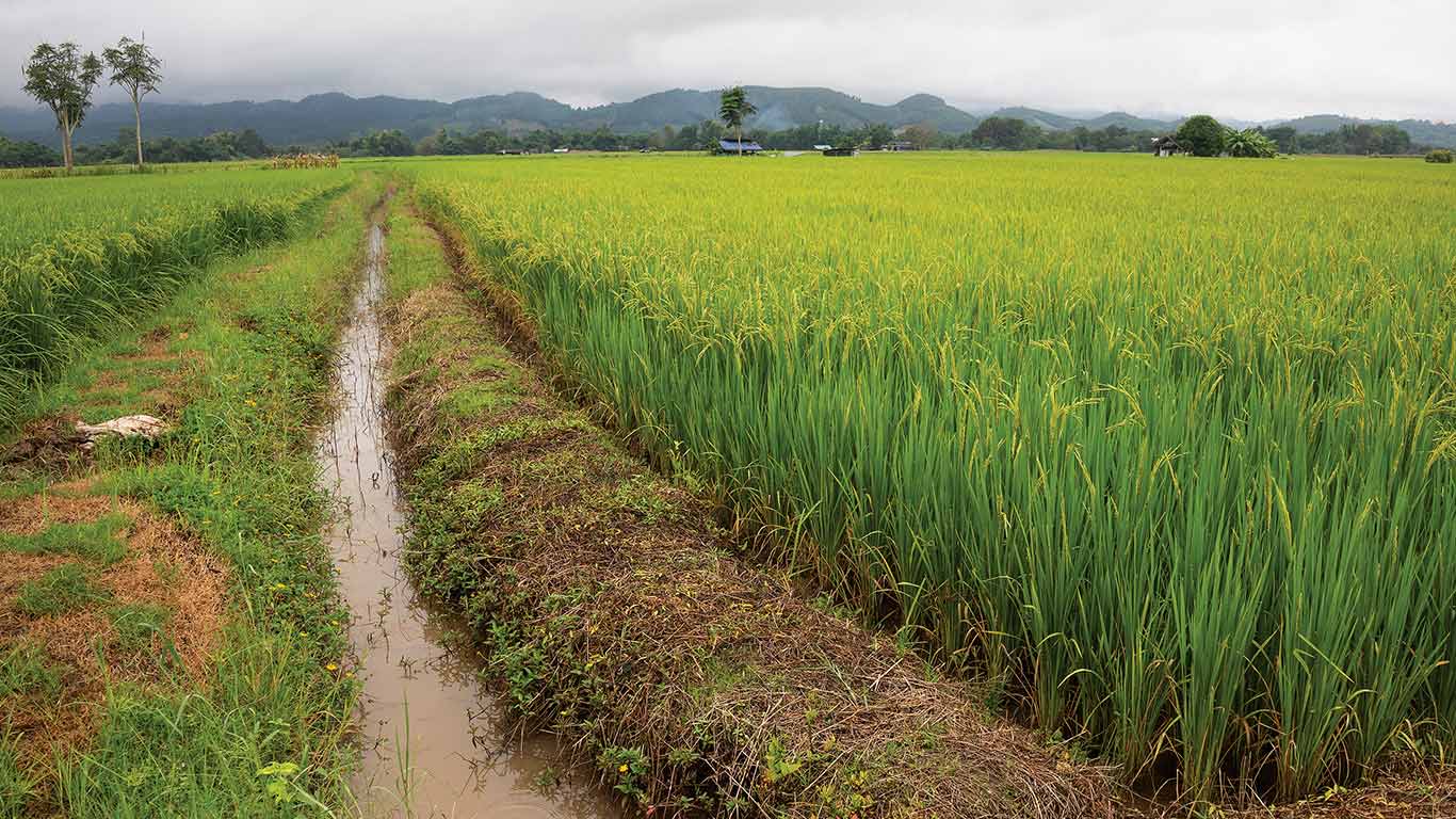 Lush green rice field with water path, mountains in background under cloudy sky.
