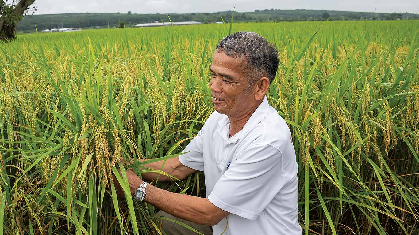 Person in white shirt inspecting rice patty field