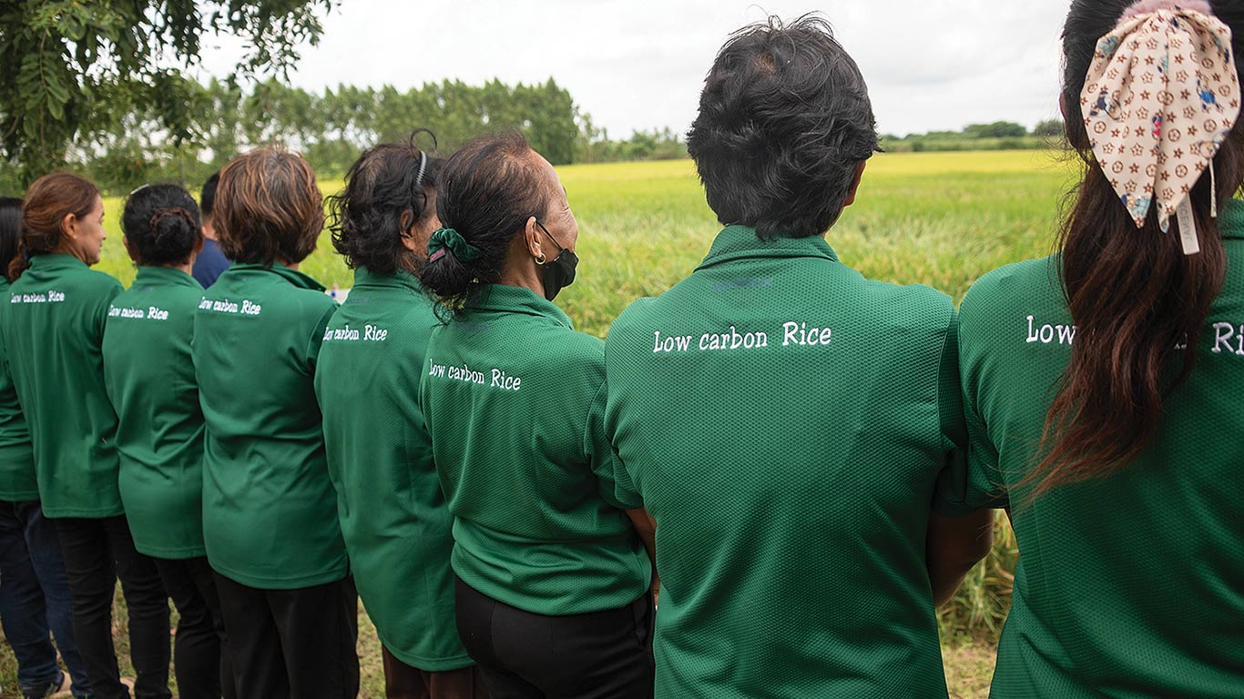 Several people with backs to camera looking at rice patty