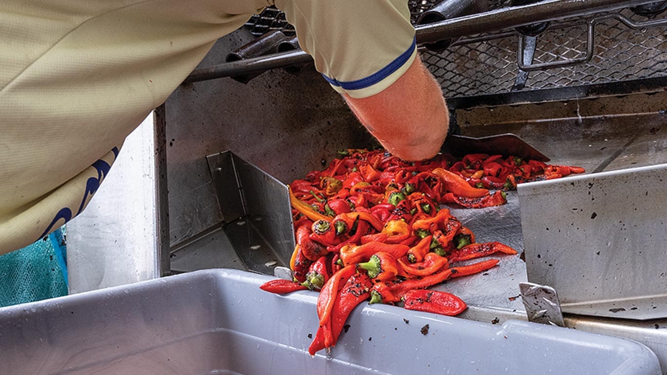 Person sorts red bell peppers on metal conveyor belt, moving them into a large container.