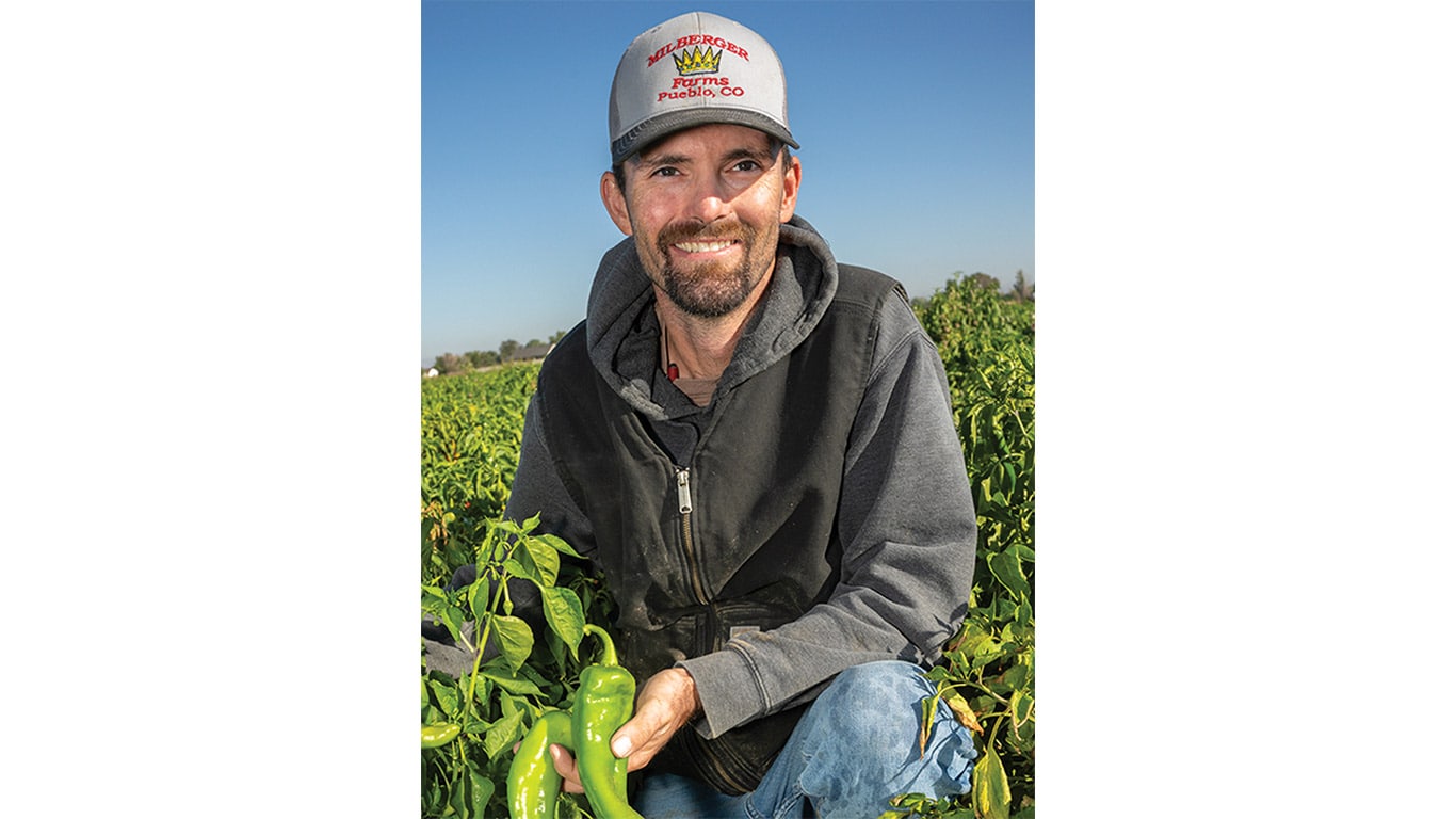 Person in gray hoodie and cap holds green bell peppers in a field of pepper plants.