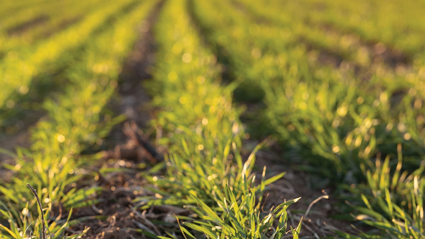 Green crops in neat rows under cloudy sunset sky, close-up view of field.