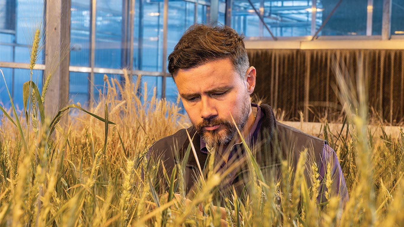 A person stands among tall wheat plants in a greenhouse, focusing on their research while surrounded by a vibrant field of crops.