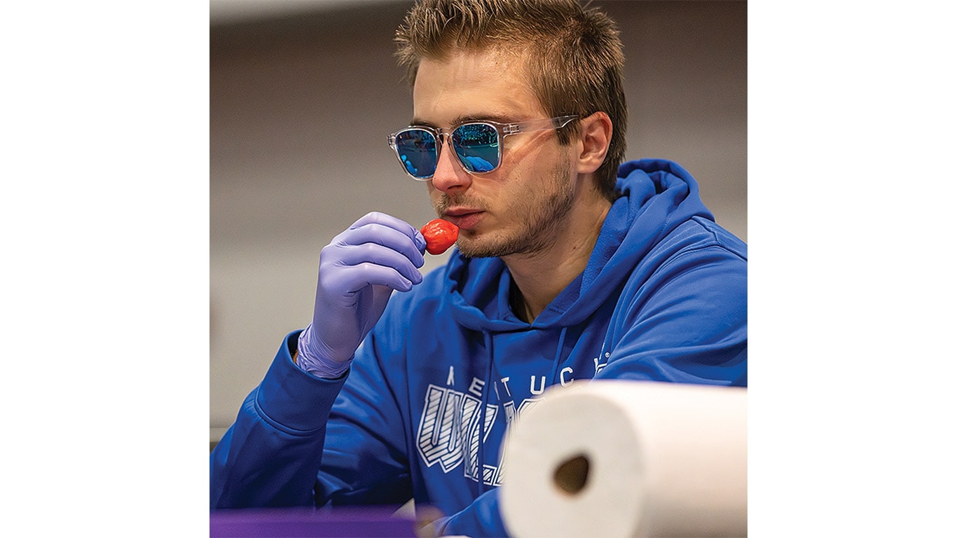 A person in a blue hoodie and purple gloves sits at a table, hot pepper in hand near his mouth.