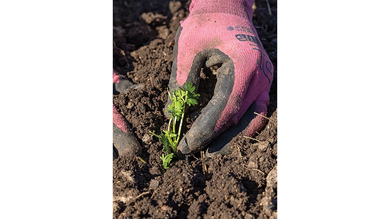 A gloved hand planting a small green seedling in dark soil.