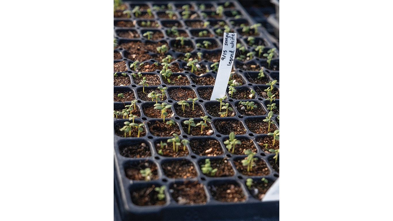 Seedlings sprouting in tray labeled "2023 Spring Early White".
