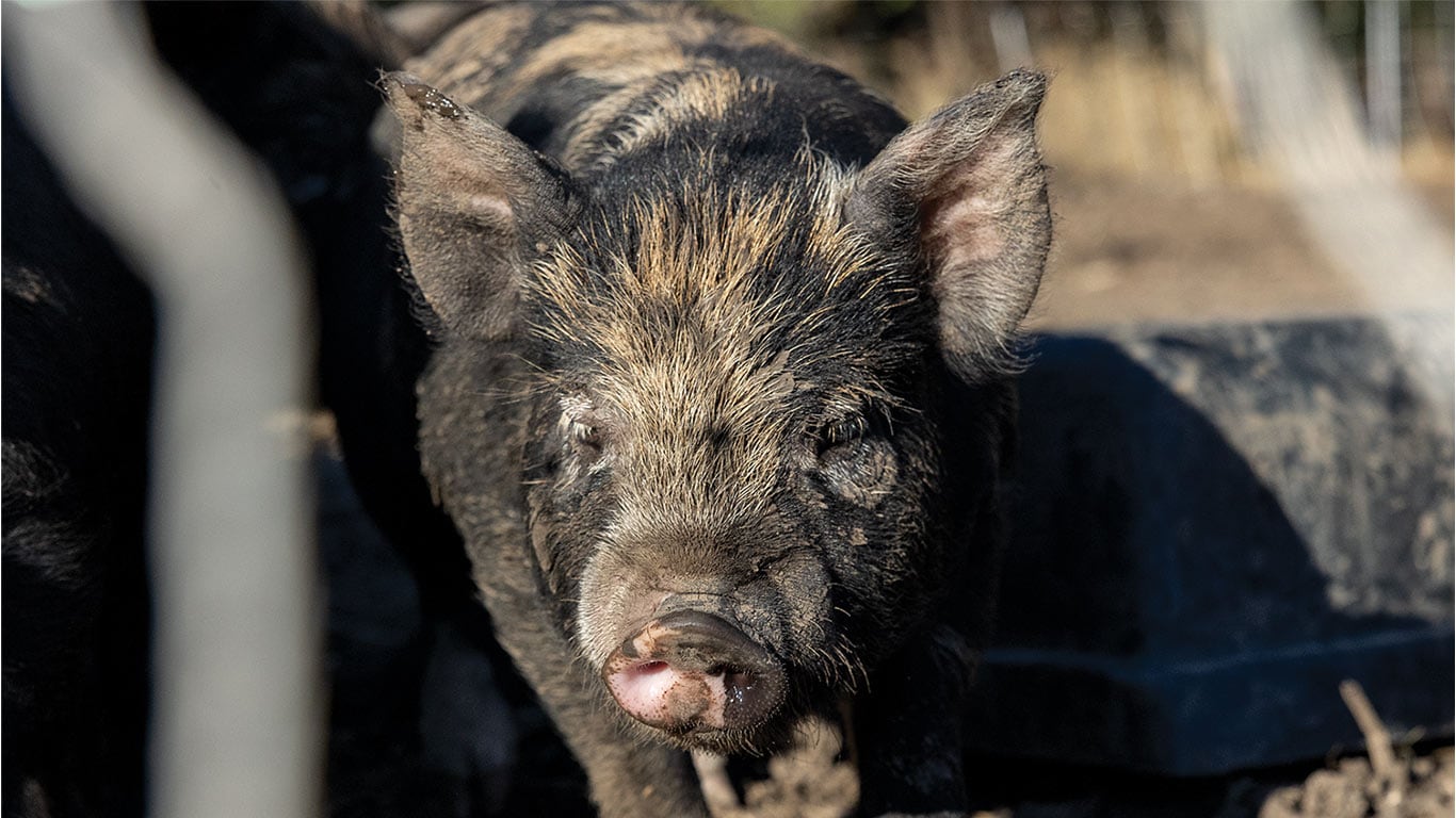 Black piglet with light brown patches on face and ears, standing outdoors.