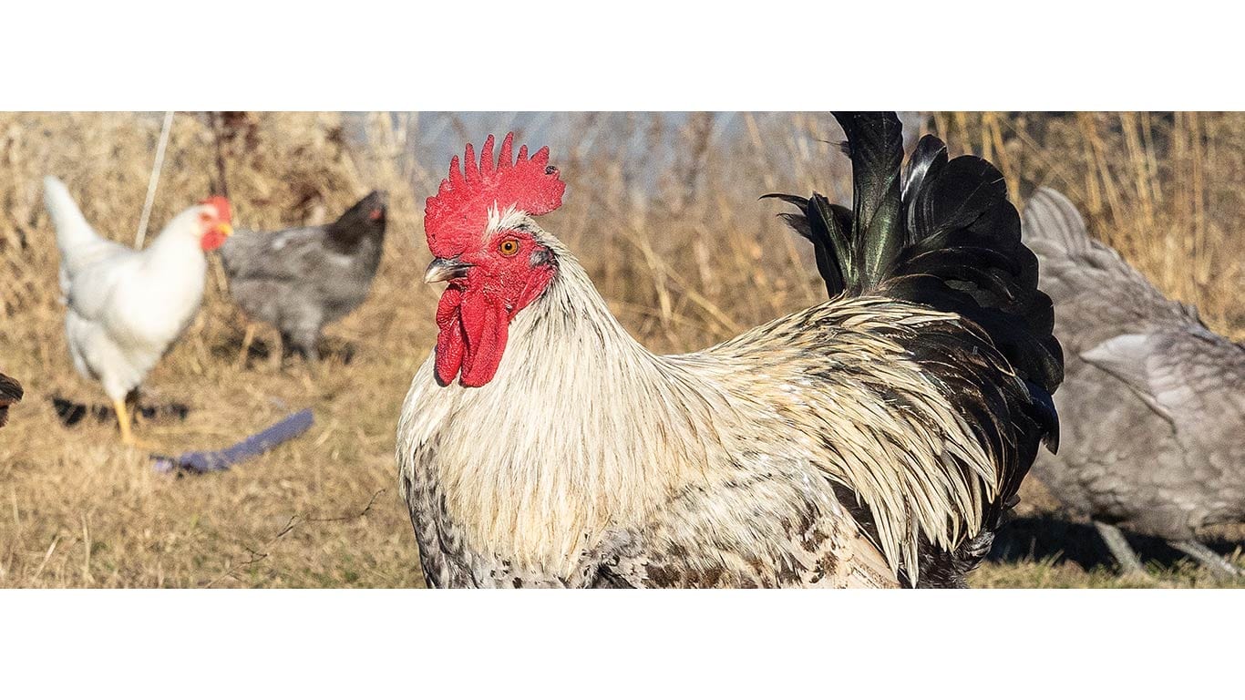 Rooster with red comb and wattles in grassy area, other chickens in background.