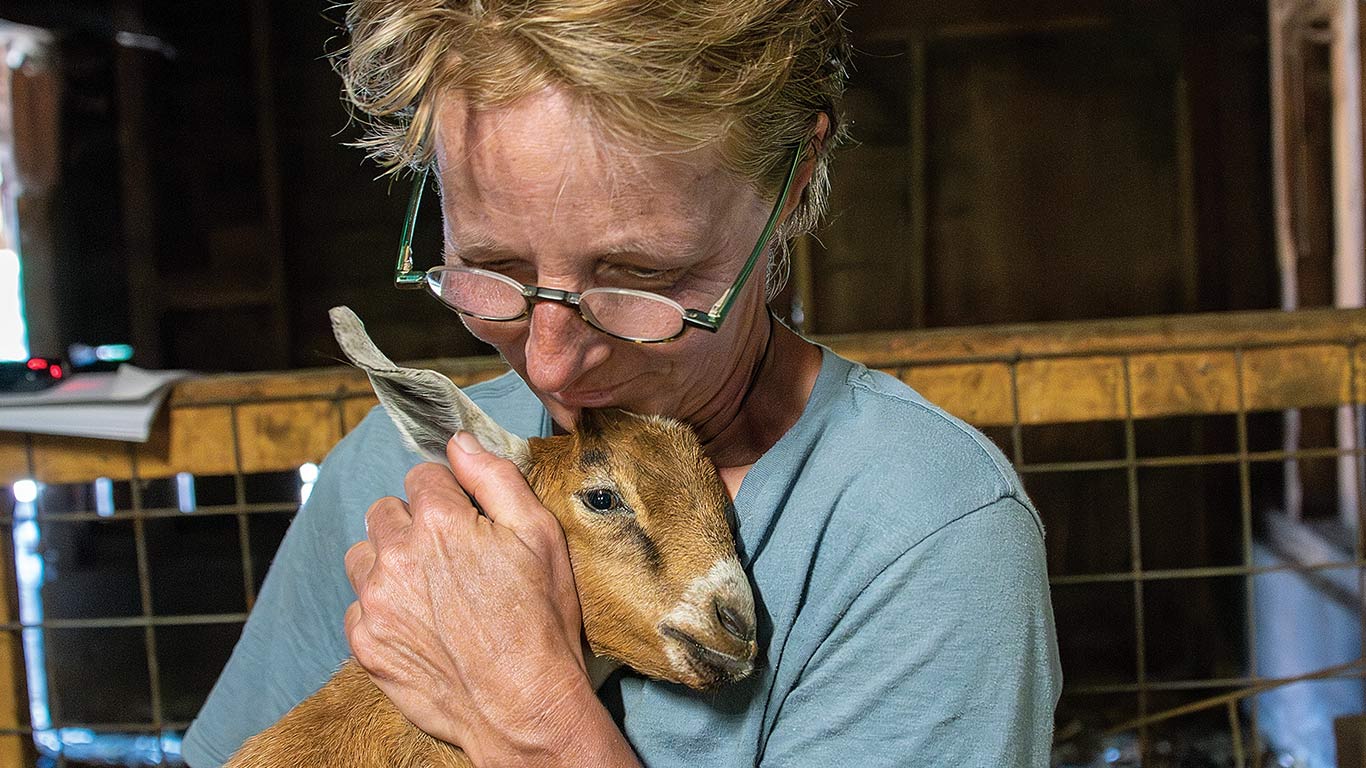 Person in blue shirt holds small brown goat inside barn with wooden beams and fencing.