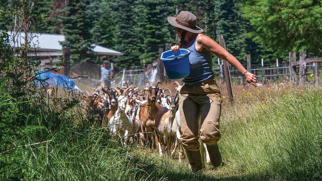 Person holding a bucket leading a herd of goats.