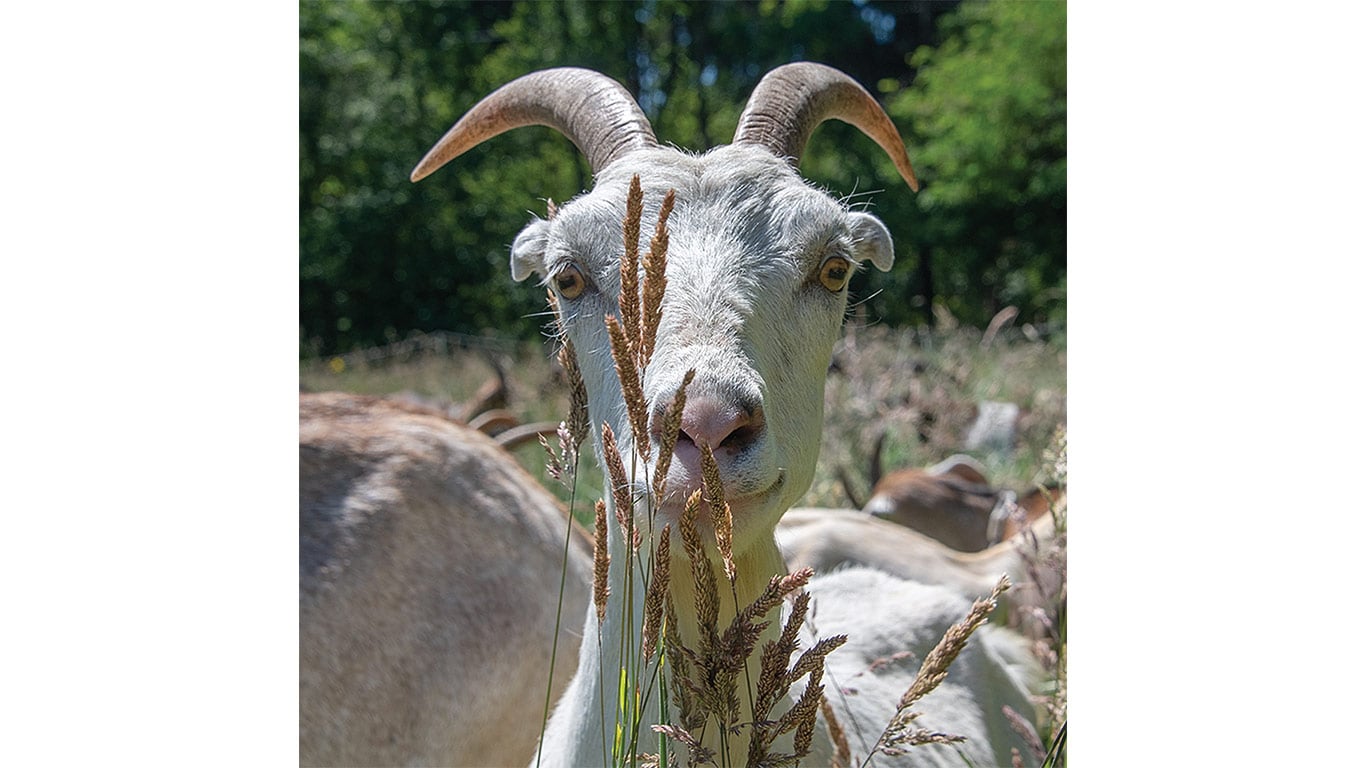 Close-up of a white goat peeking through some grains.