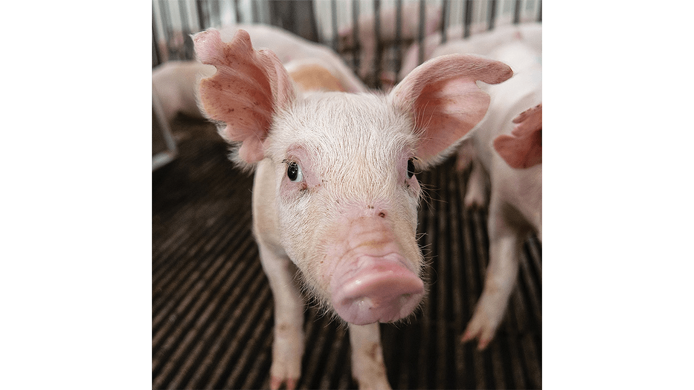 Close-up of piglet in pen with others, standing on slatted floor.