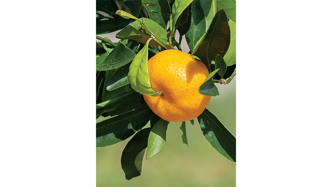 Ripe orange hanging from tree branch surrounded by green leaves.