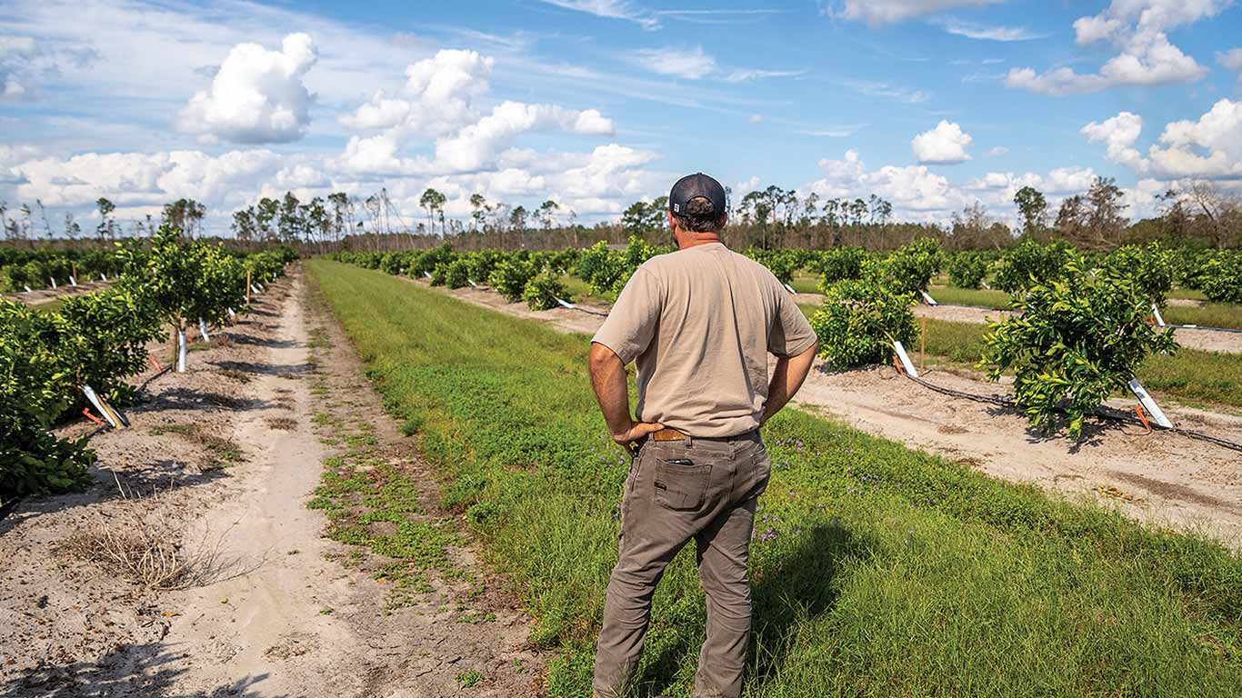Person standing in field of tipped over citrus trees under partly cloudy sky.
