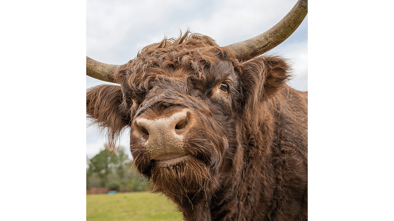 Highland cow with curved horns in grassy field.