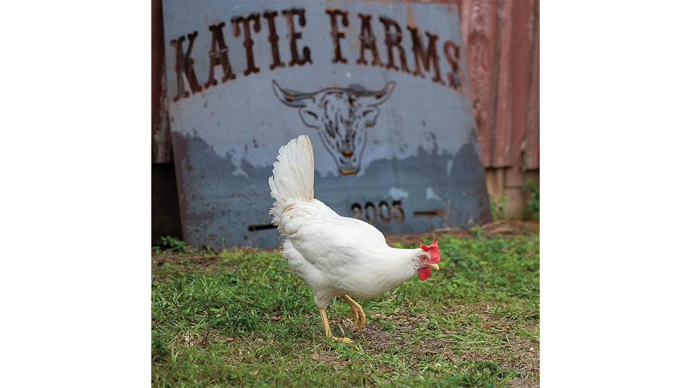 White chicken pecks near 'Katie Farms' sign with cow illustration and year 2005