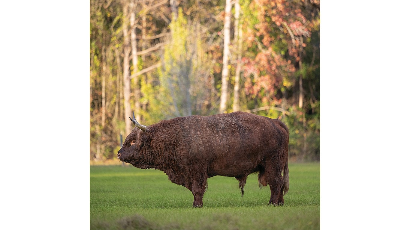 Brown Highland cow with long horns stands on grass with forest in the background
