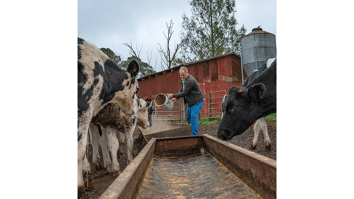 Farmer feeds black and white cows at trough on muddy farm with silos in background.