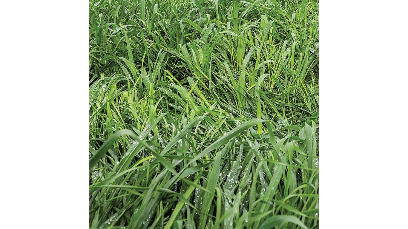 Field of soybeans