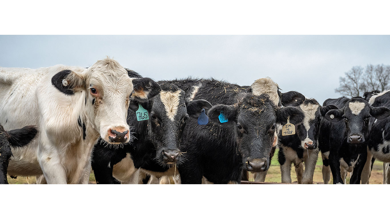 Close-up of several black and white cows standing in a row.