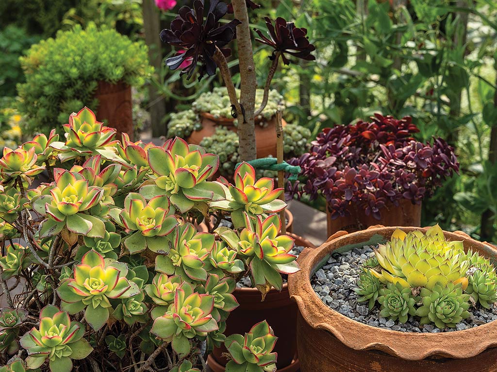 A vibrant collection of succulents in various pots, featuring green and red-edged rosettes among other colorful plant varieties.