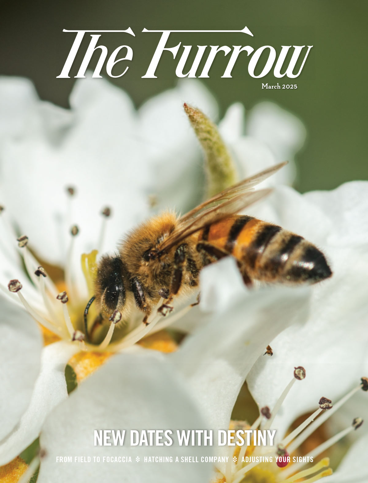 Closeup of a honeybee on a white flower