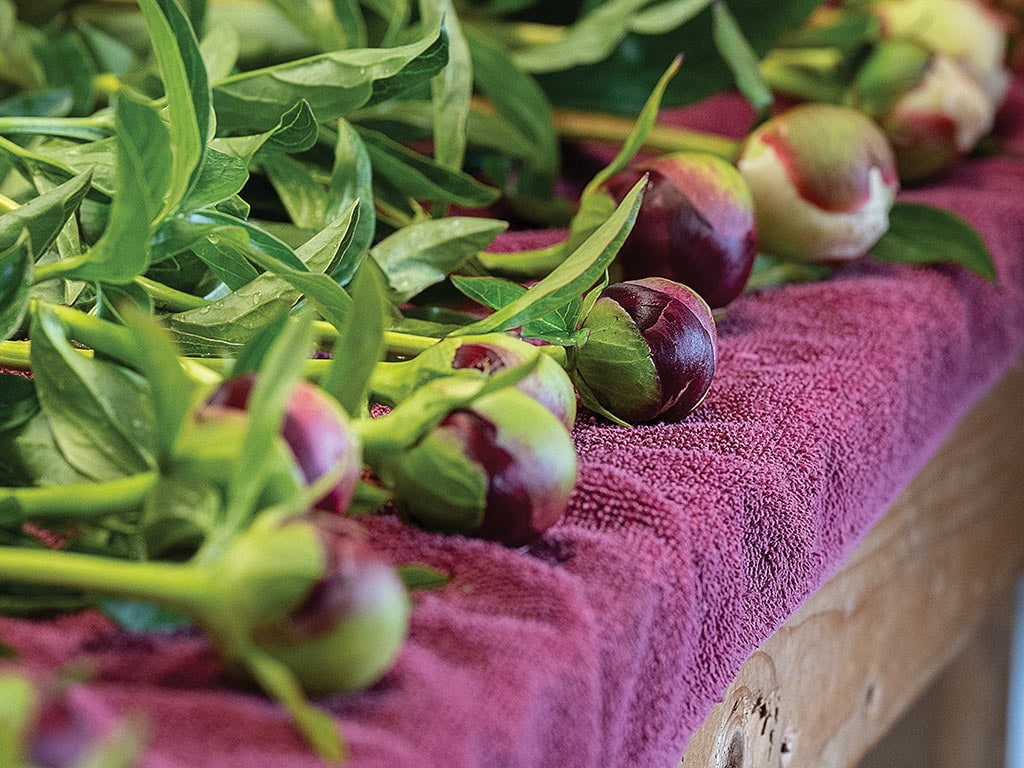 Fresh peony buds with vibrant green leaves arranged on a soft, textured purple towel.