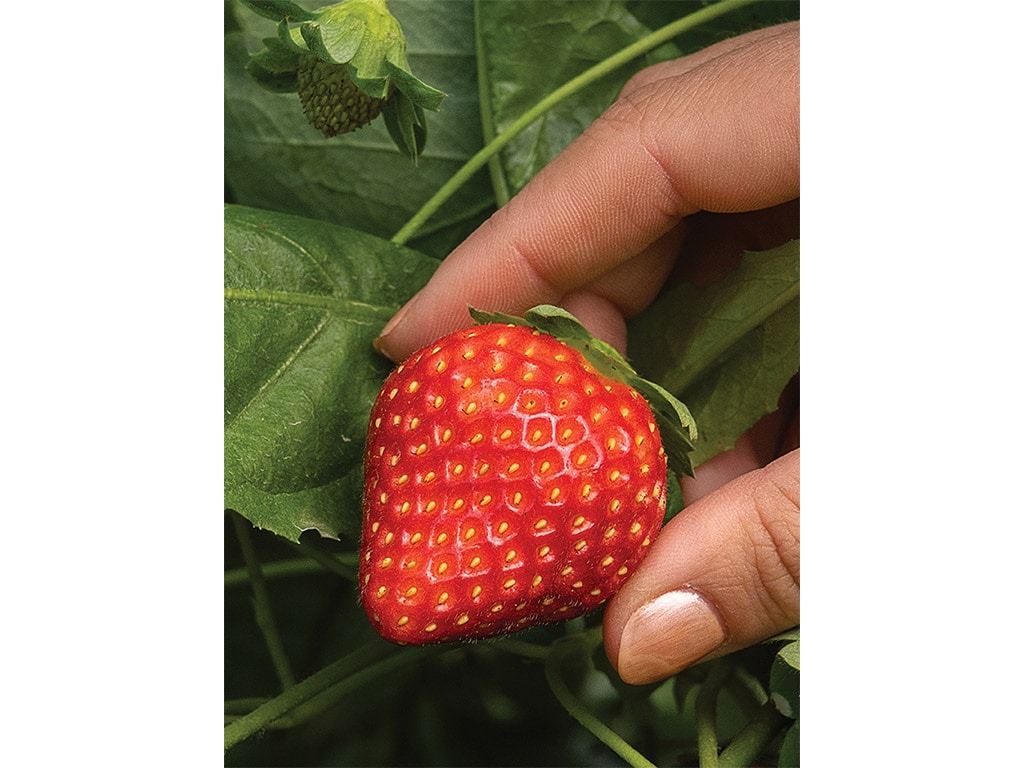 Closeup of a bright red strawberry held between pointer finger and thumb of a person with plants in background