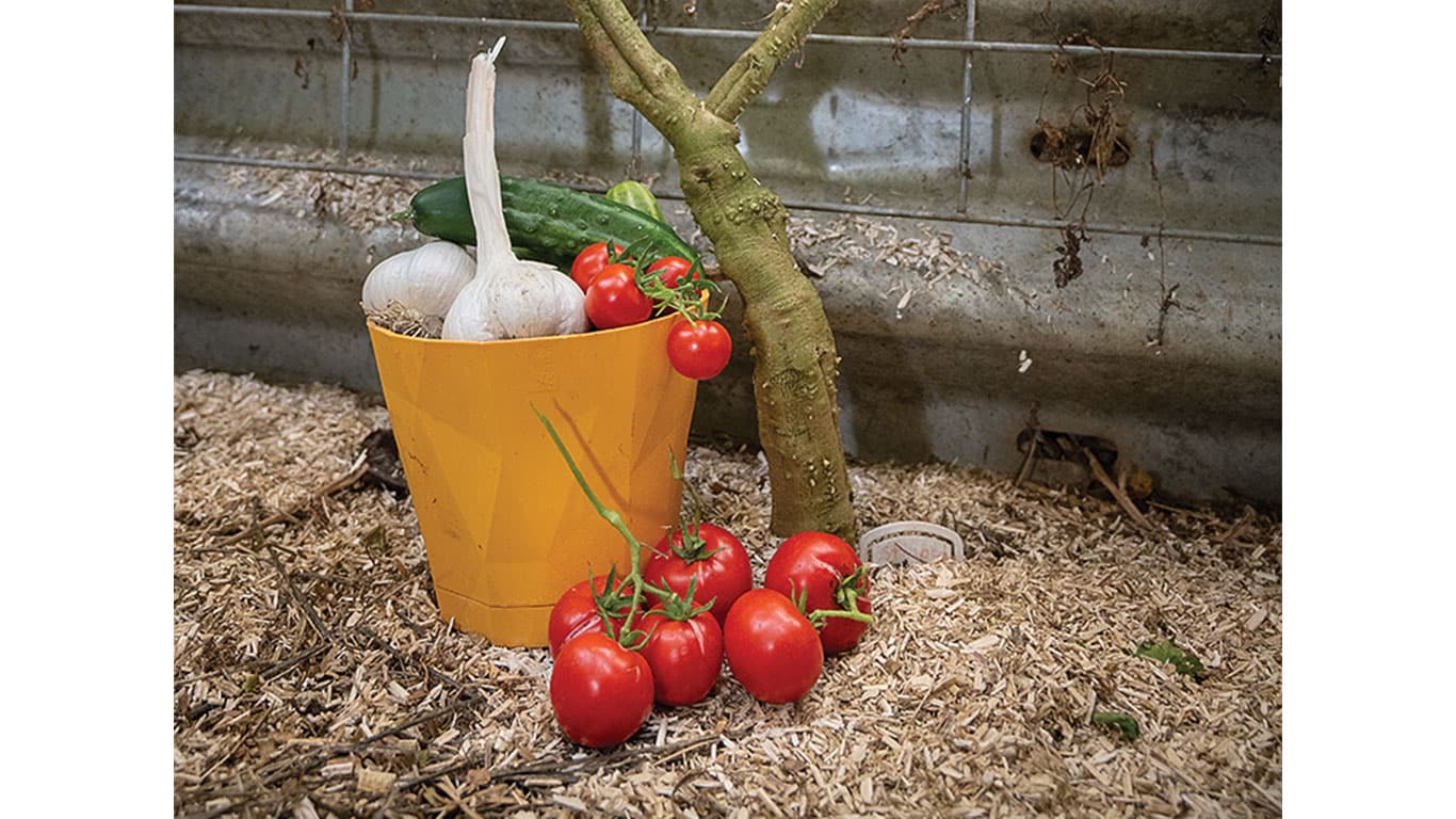 A yellow pot filled with garlic and cucumbers sits beside ripe red tomatoes on wood shavings.