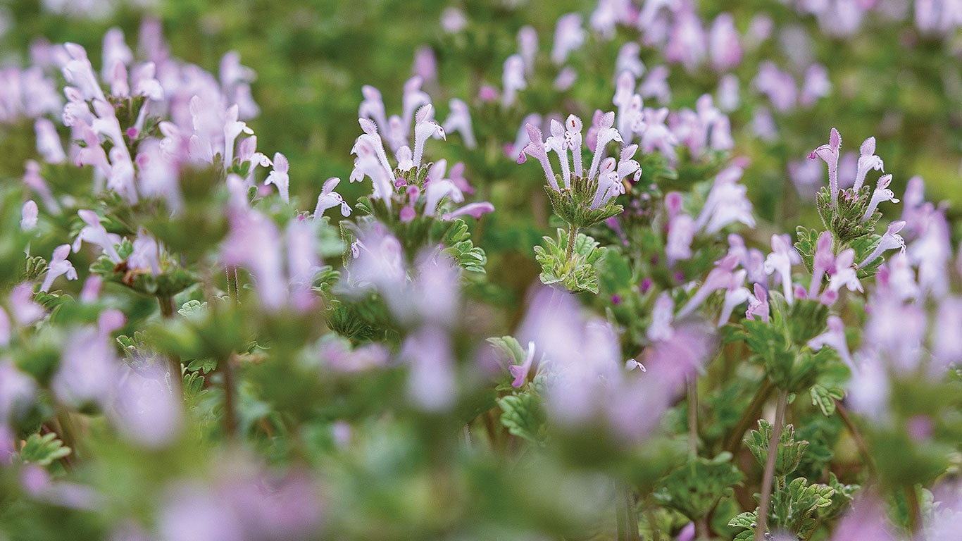 Dense floral scene of blooming purple flowers filling the field view