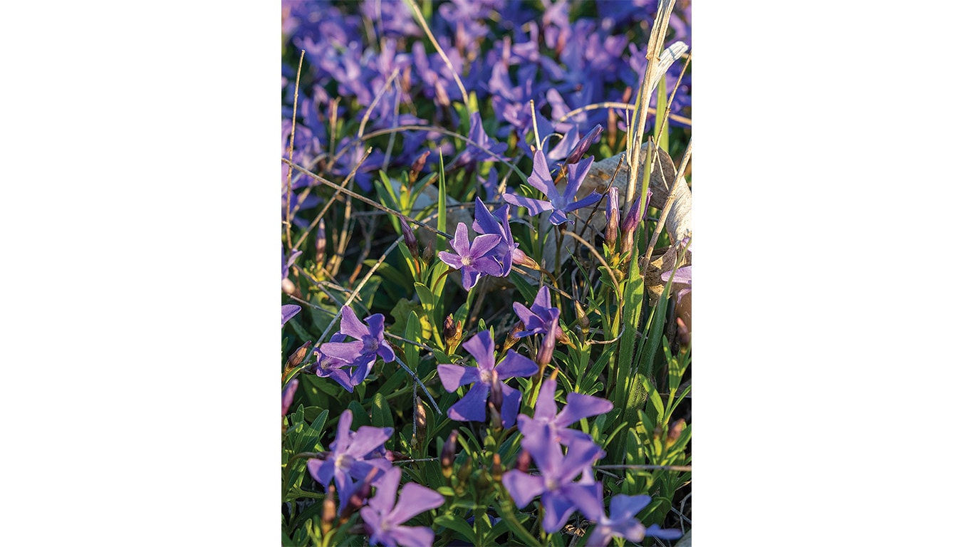 Purple flowers blooming in a field with green leaves and dry grass
