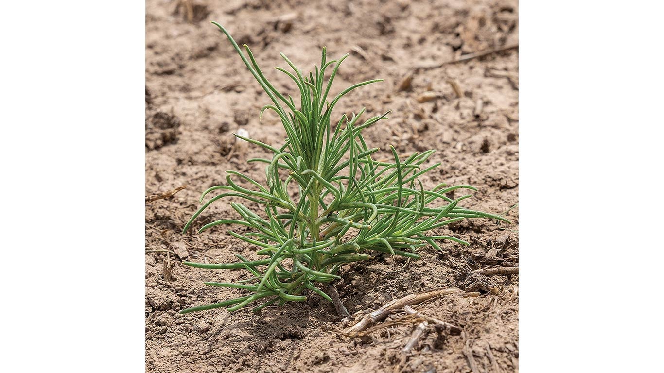 Young plant growing in dry soil with sparse vegetation