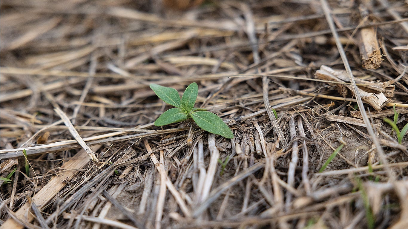 Small plant sprouting from dry soil with straw debris