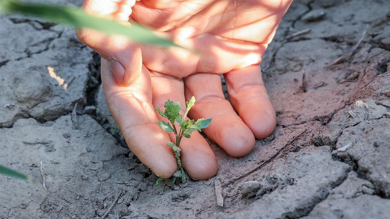 Hands holding a small plant in cracked dry soil