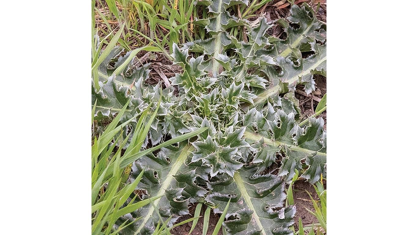 Spiky-leaved plant surrounded by tall grass in a natural setting