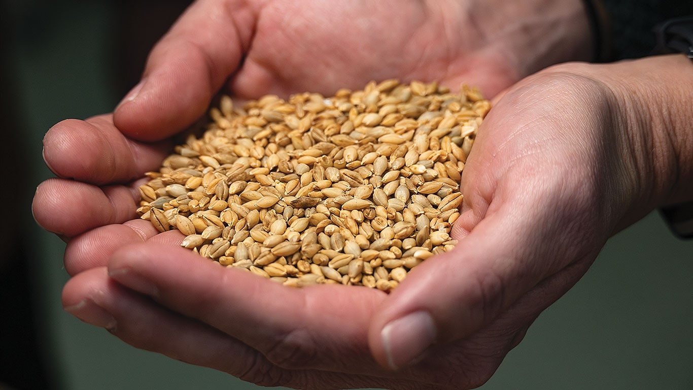 Closeup of hands holding wheat grains.