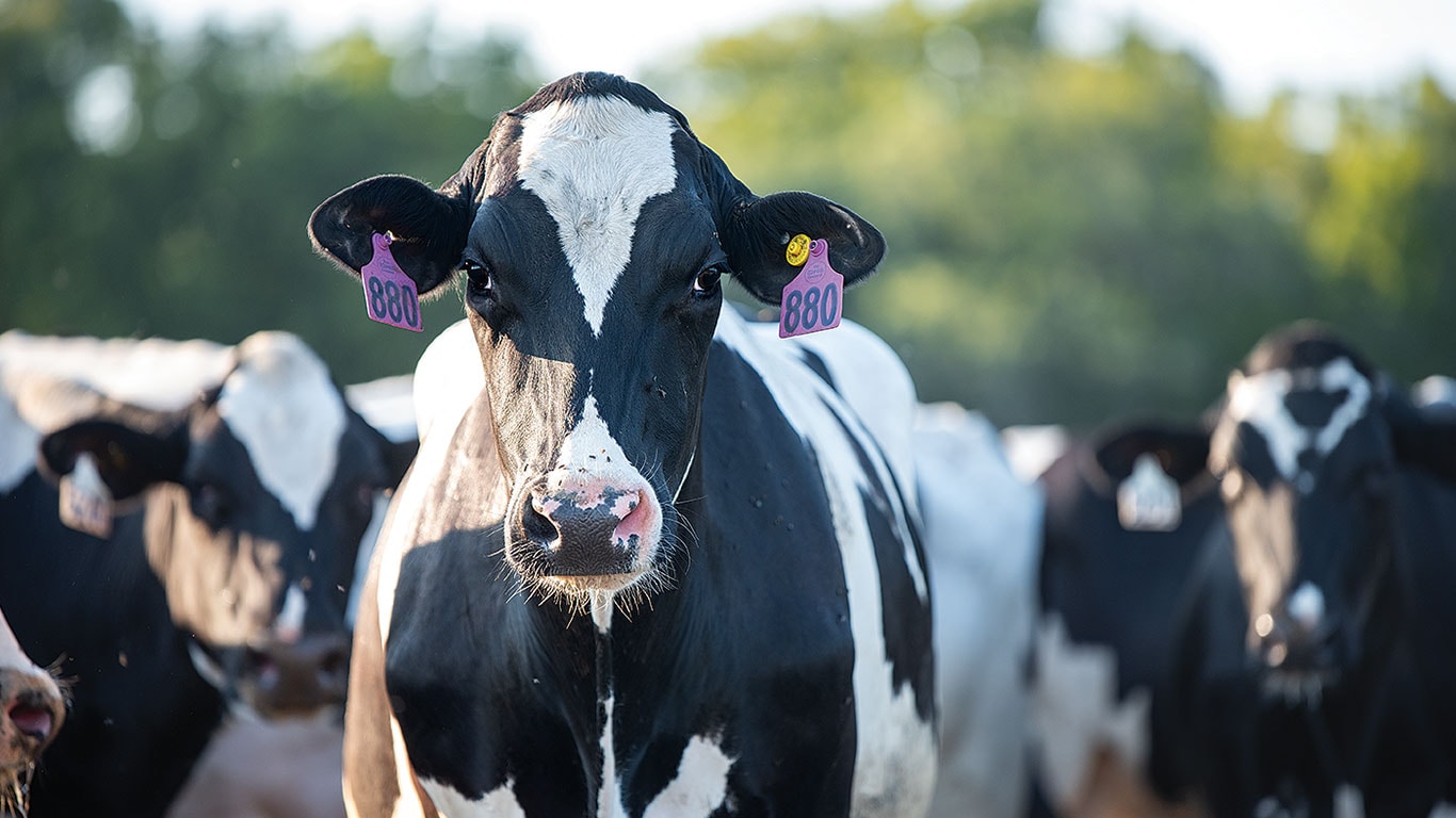 A close-up of a black and white dairy cow with ear tags numbered 880.