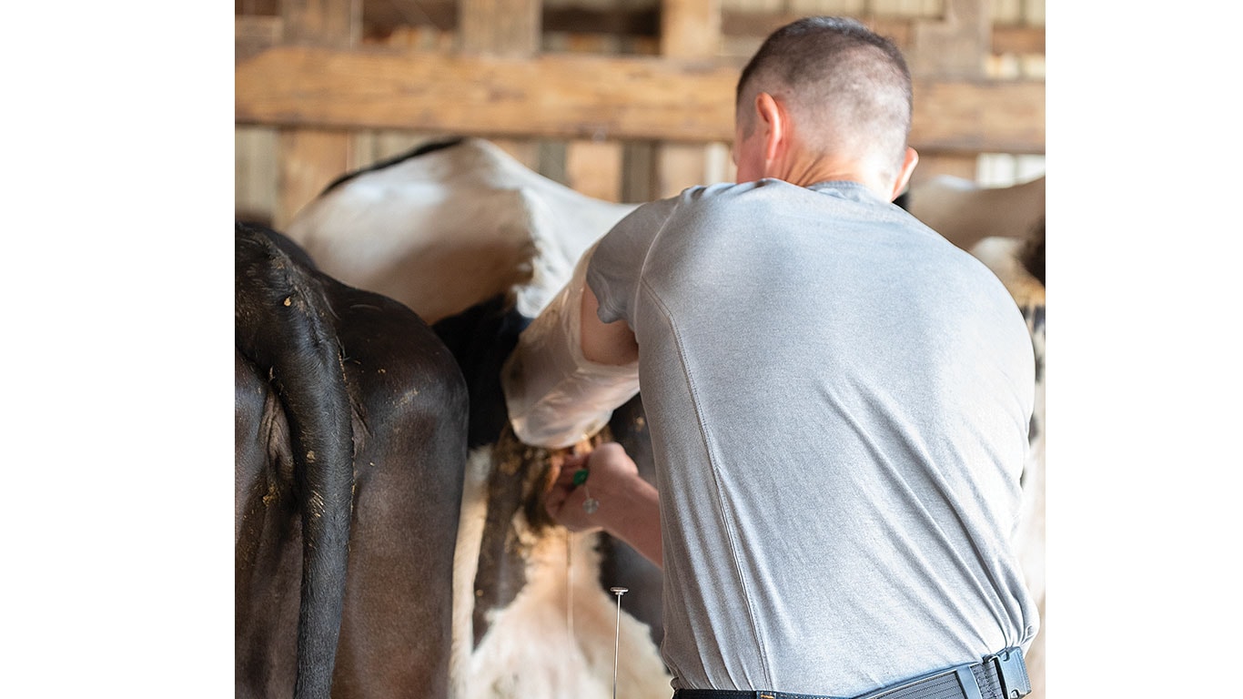 A farmer in a gray shirt milks a cow.
