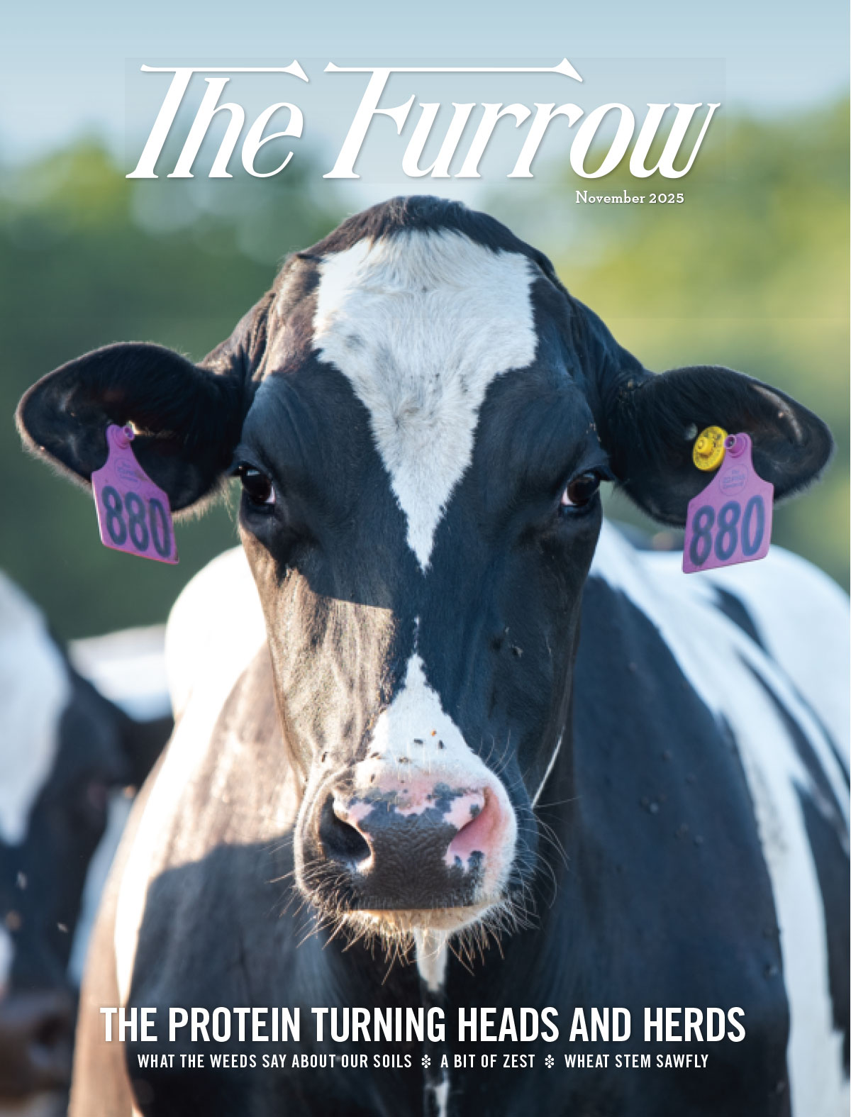 Close-up of the face of a black and white cow, cover of The Furrow magazine.