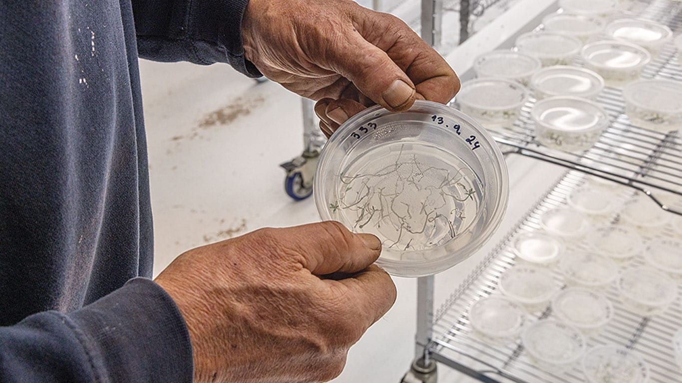 Hands holding a petri dish with plant samples in a lab, near shelves of similar dishes.